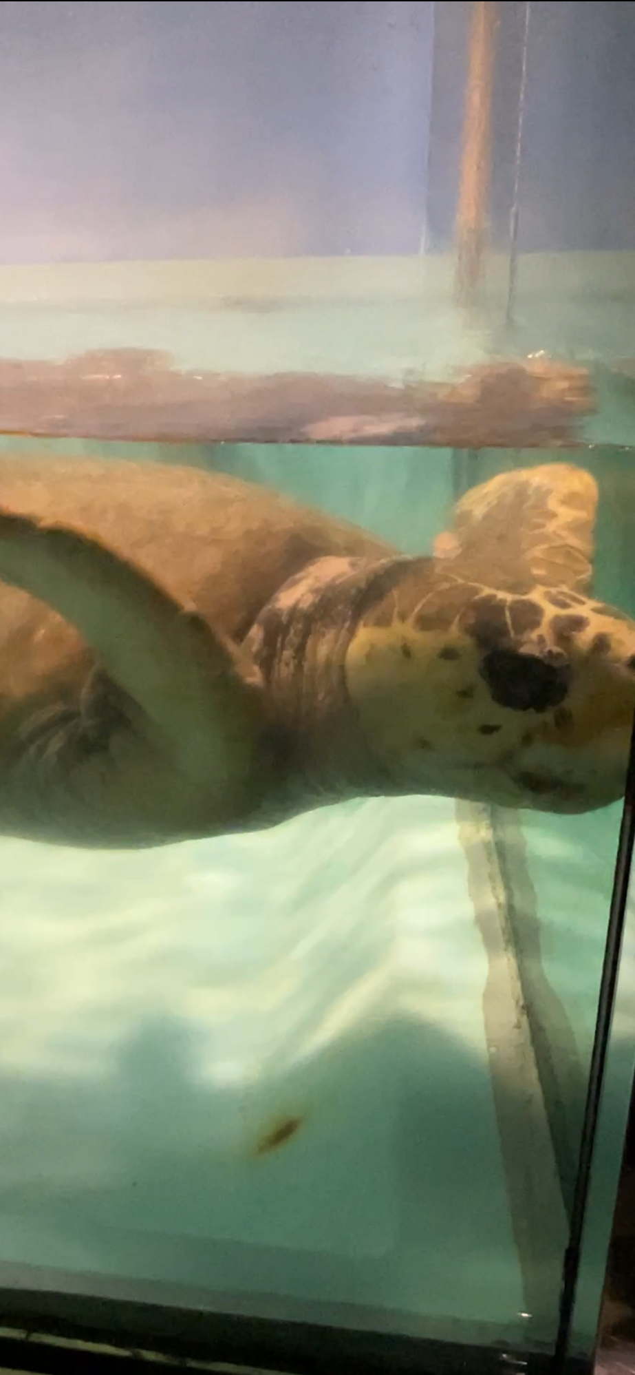 水面近くを泳ぐウミガメ