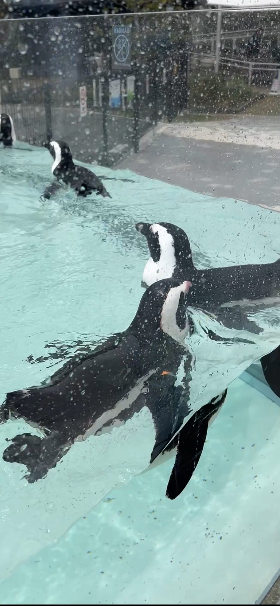 屋外水槽で泳ぐペンギンたち